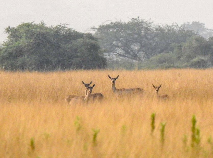 Vallanadu Wildlife Sanctuary